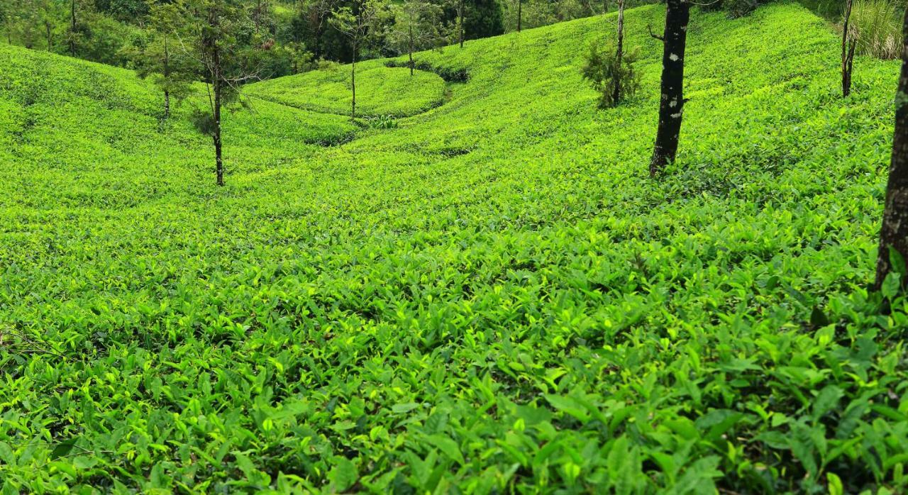Misty Mountain Experience By Perfect Stays Pīrmed Eksteriør bilde